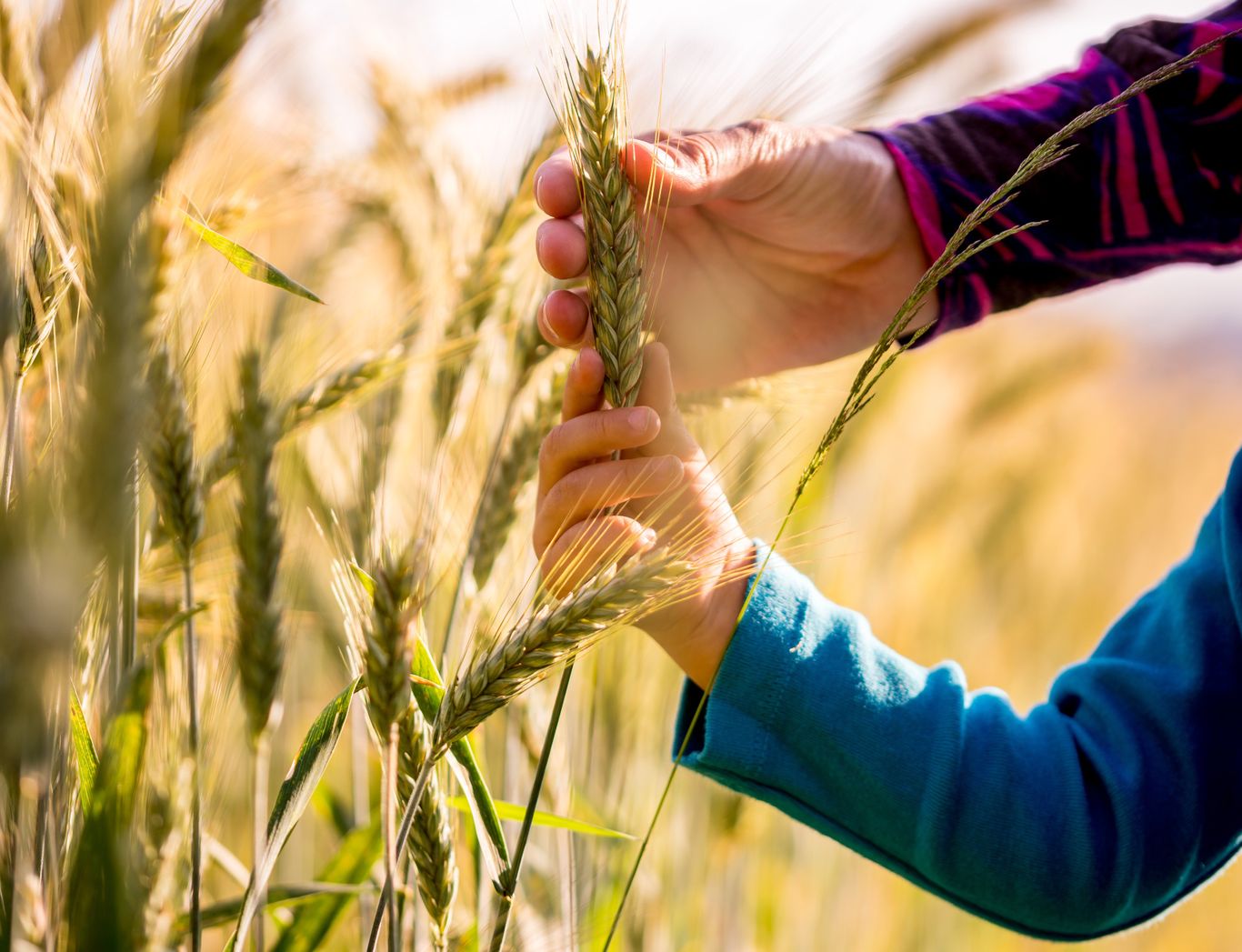 Crop protection. Школьники и сельское хозяйство. Пшеница Россельхозбанк. Картинка сельское хозяйство Россельхозбанк. Фото Россельхозбанк колосок.